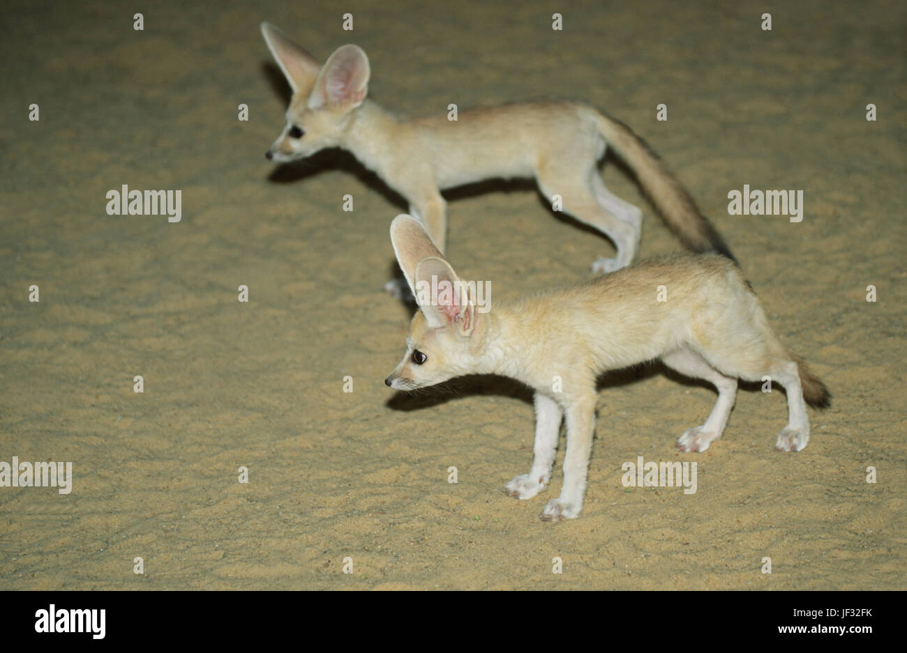 Fennec Füchsen Vulpes Zerda. Wüstenfuchs. Taschenlampe fotografiert in der Wüste Sahara, Tunesien. Stockfoto