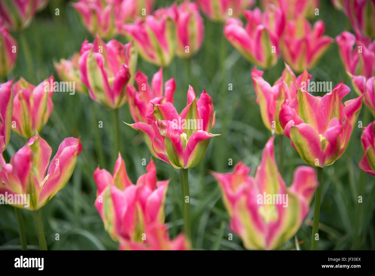 Tulip Virichic, Lilienblüten-Tulpe Stockfoto
