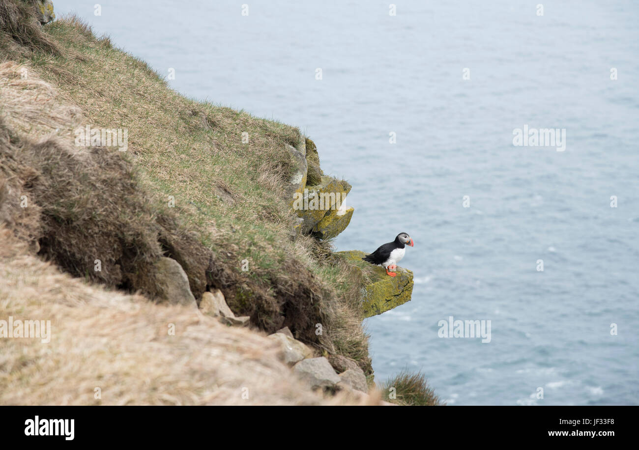 Papageitaucher auf Vogelfelsen Latrabjarg in Westfjorde Islands Stockfoto
