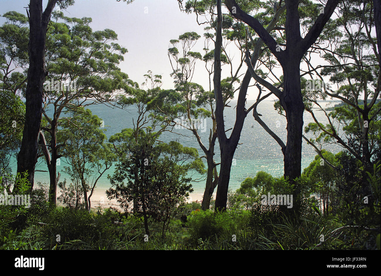 Booderee Nationalpark, Jervis Bay, NSW, Australien: die Bucht durch die Bäume. Stockfoto