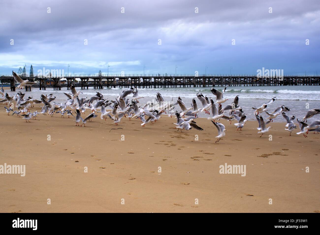 Ansicht von Möwen und Steg vom Jetty Beach in New South Wales Australien Stockfoto