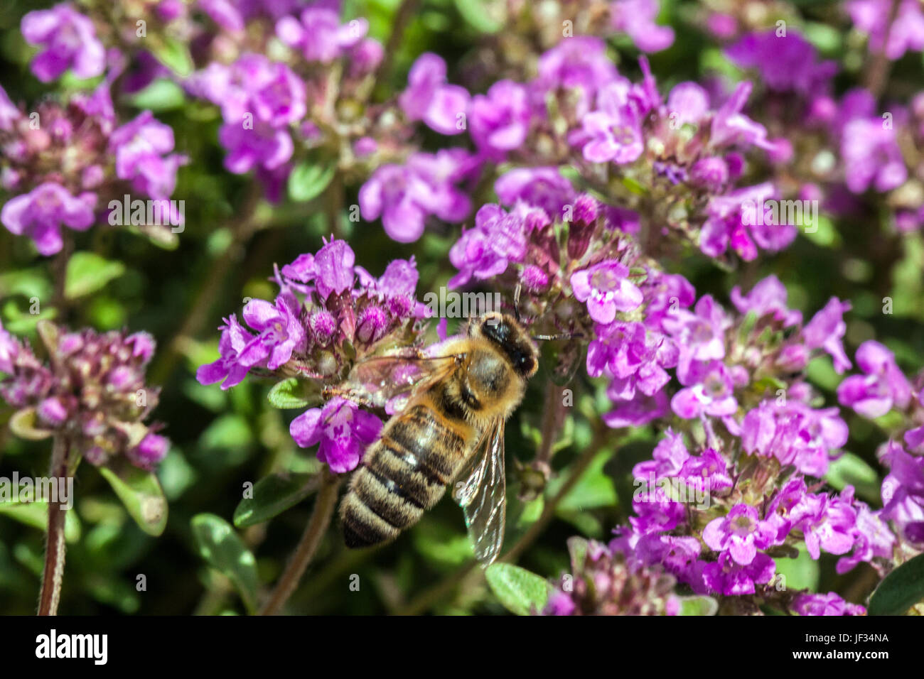 Biene auf Thymus Pulegioides "Kurt", breitblättrigen Thymian, Zitronenthymian, Bestäubung Stockfoto