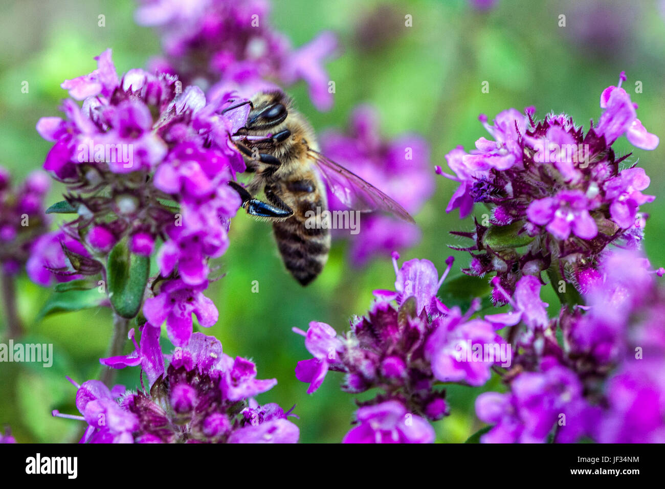 Biene auf Thymus pulegioides 'Kurt', Breitblättriger Thymian, Zitrone, Thymian, Bestäubung, Thymian Garten bee Stockfoto