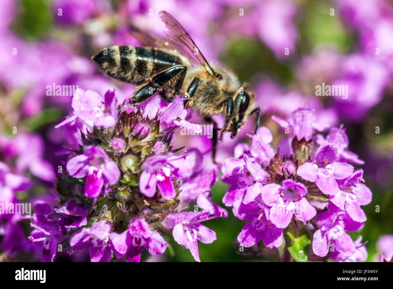 Europäische Honigbiene Nahbiene auf Blüte, Thymus pulegioides 'Kurt', breitblättriger Thymian, Zitronenthymian, Honigbienenbestäubung Stockfoto