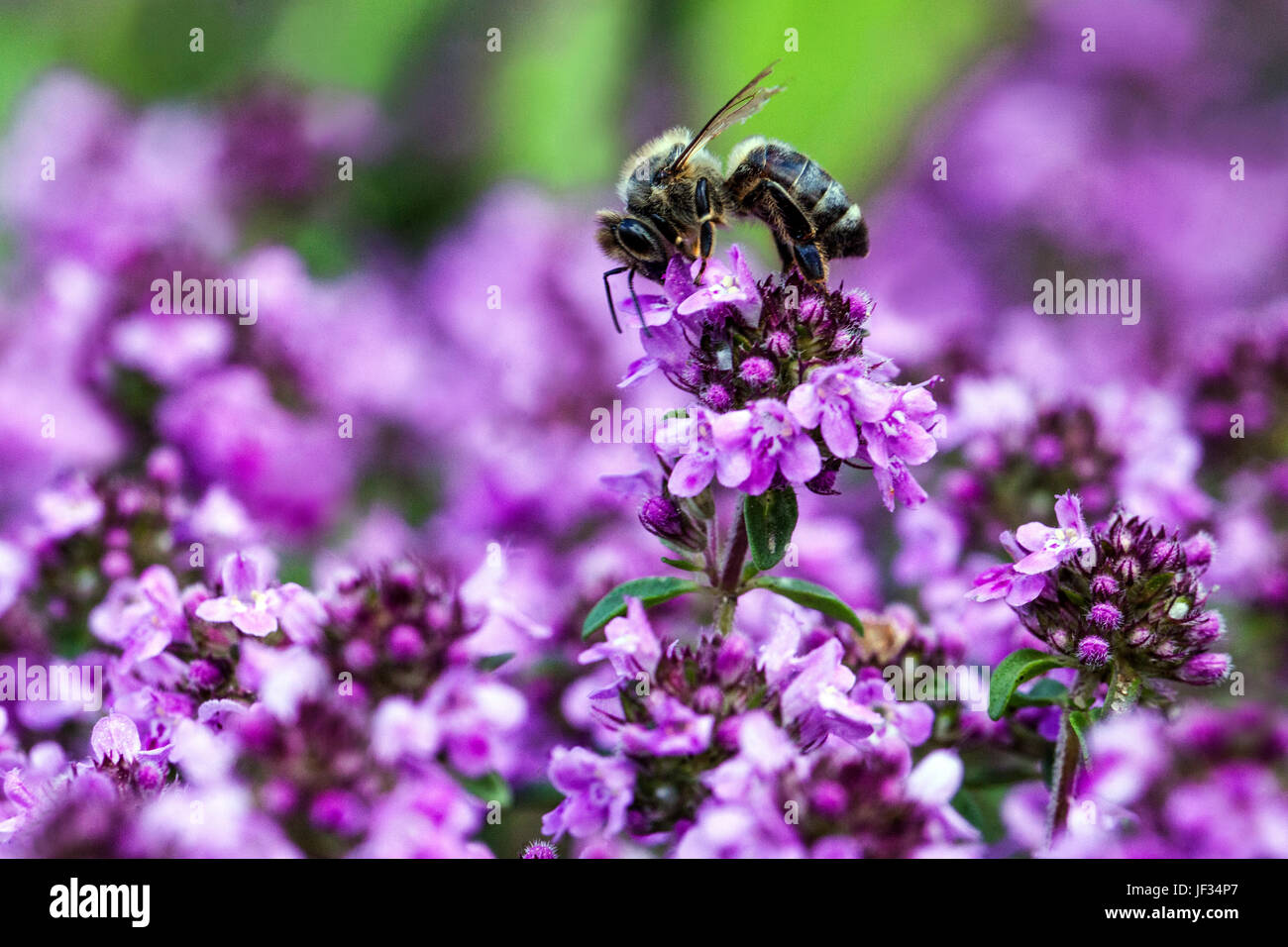 Biene auf Thymus pulegioides 'Kurt', Breitblättriger Thymian, Zitrone, Thymian, Bestäubung, Thymian Garten bee Stockfoto