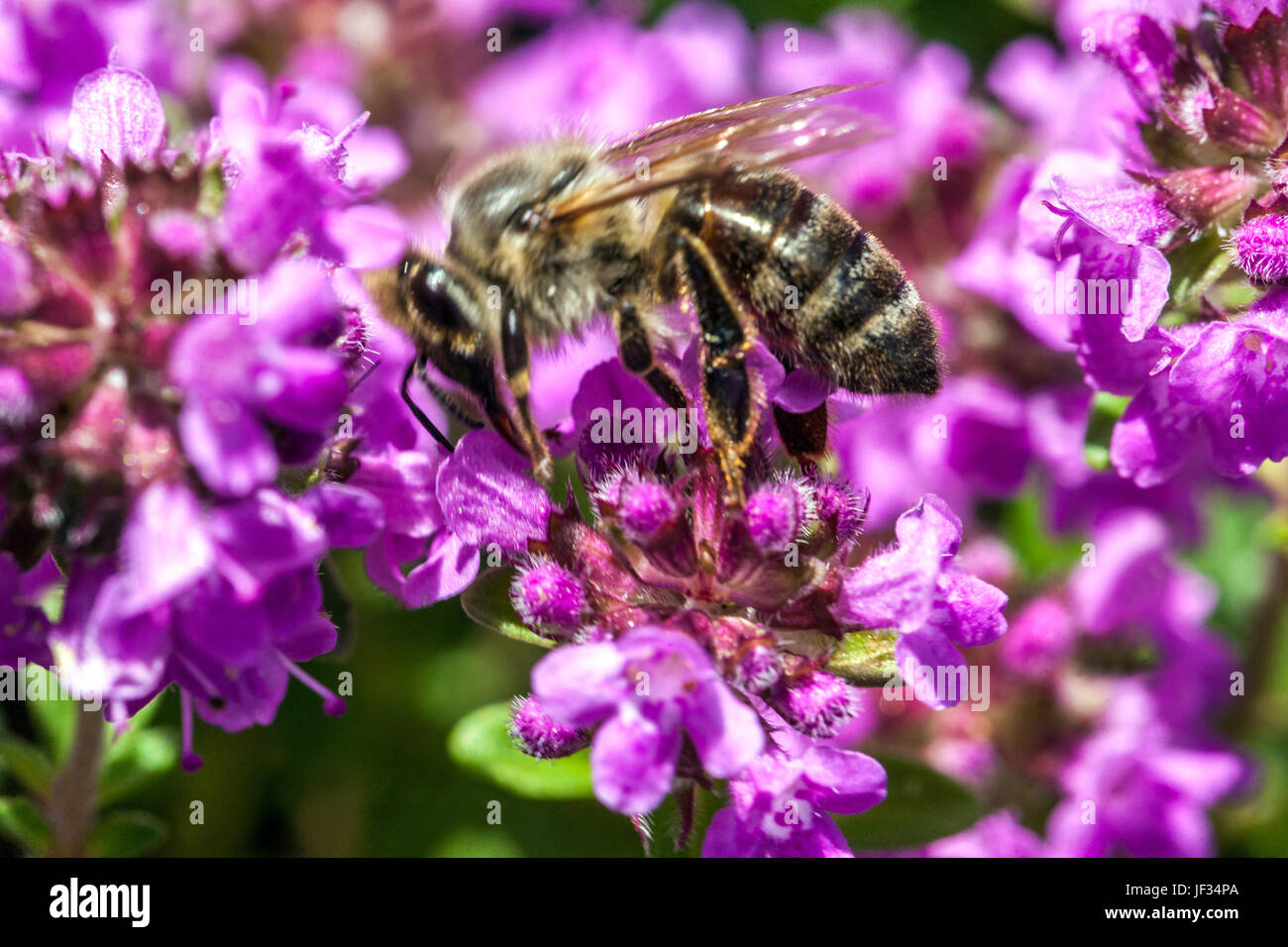 Honigbiene auf Thymianblüte, Nahaufnahme Bee APIs mellifera Stockfoto