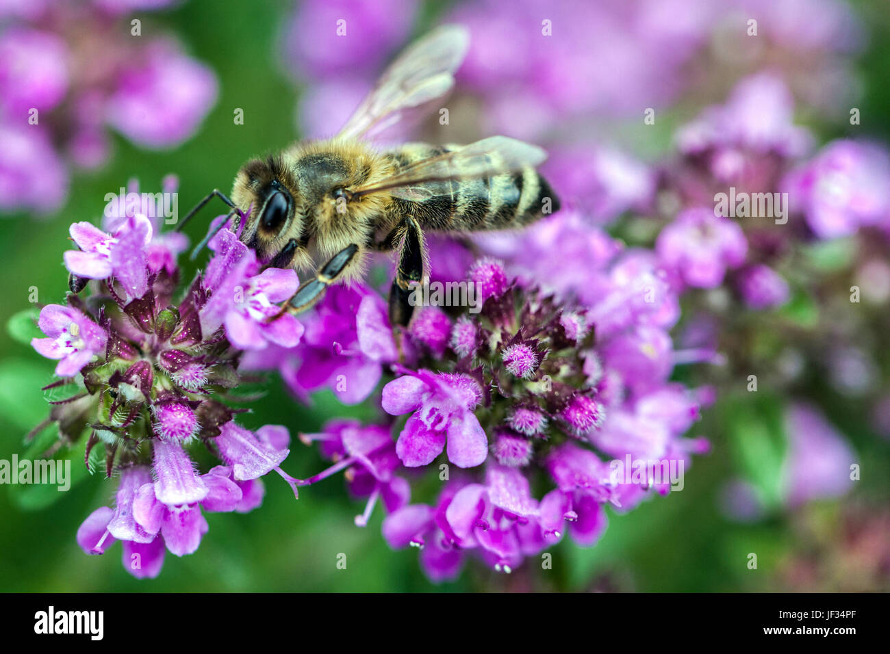 Biene auf Thymus pulegioides 'Kurt' Stockfoto