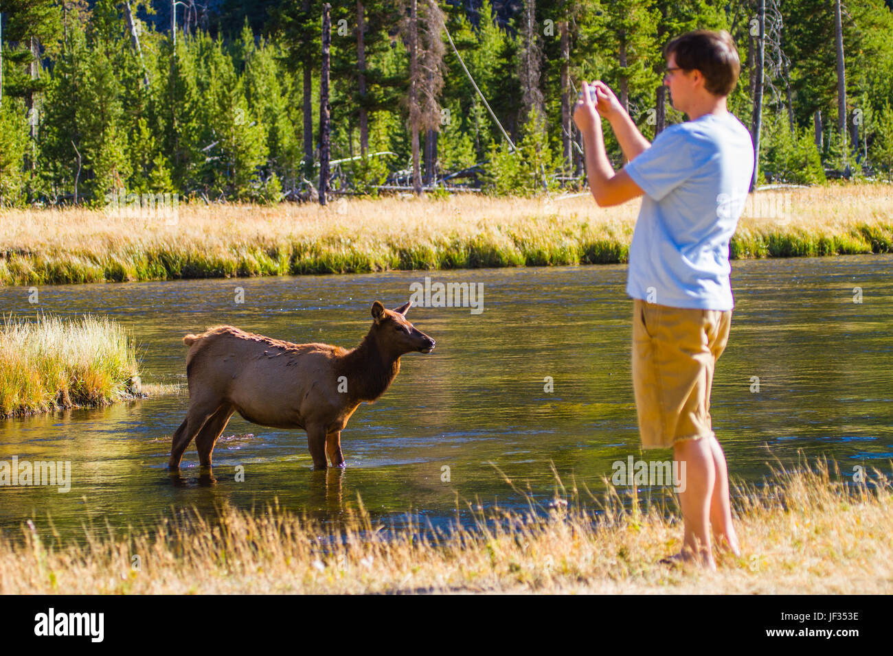 Touristen fotografieren der weibliche Elche im Yellowstone National Park. Dieser Besucher ist viel zu nah an die Tierwelt für safety.illegal Stockfoto