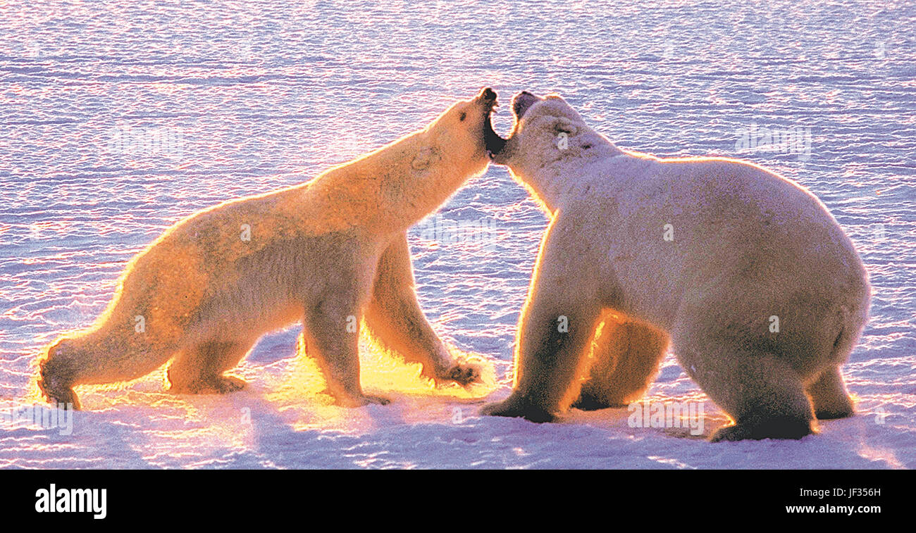 Weiblicher Eisbär (links) greift ein großer Mann in der Verteidigung von ihr junges. Cape Churchill, Manitoba, Kanada, Eisbär-Hauptstadt der Welt. Stockfoto