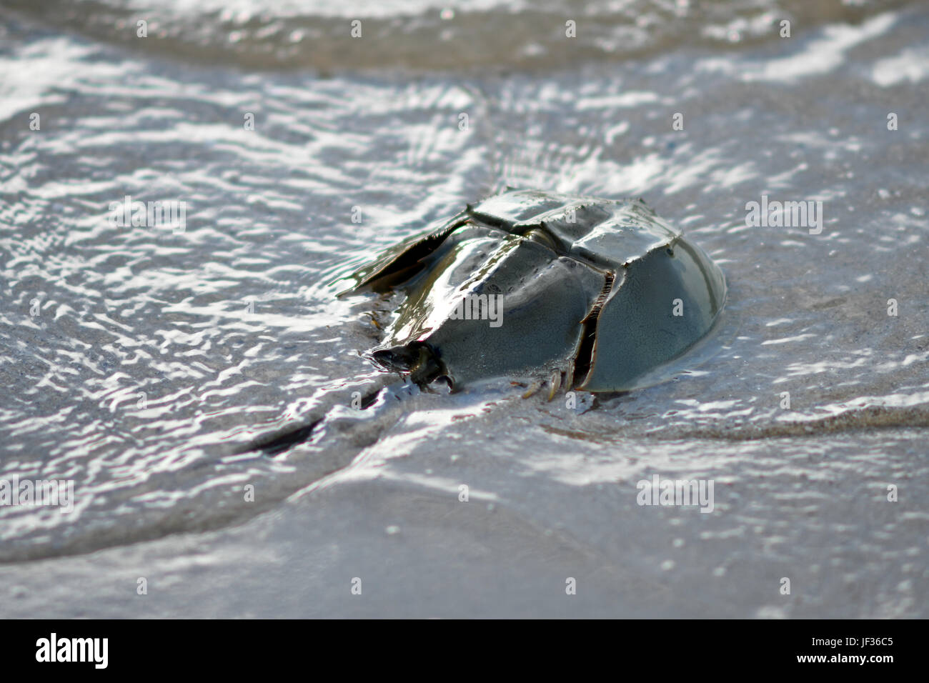 Horseshoe crab Stockfoto