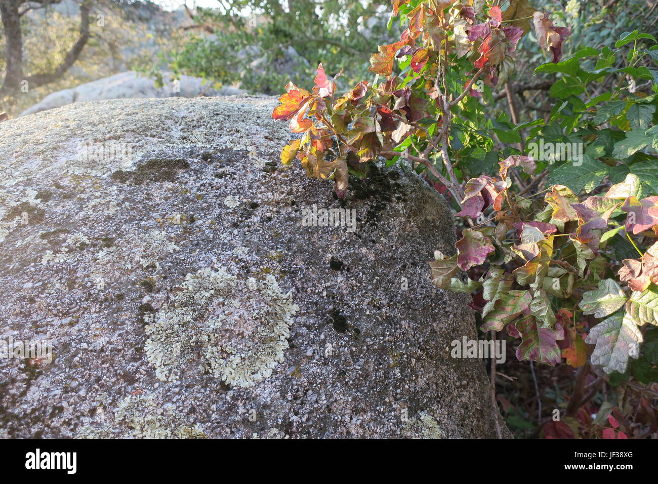 Poison Oak neben Arge Boulder mit Flechten bedeckt Stockfoto