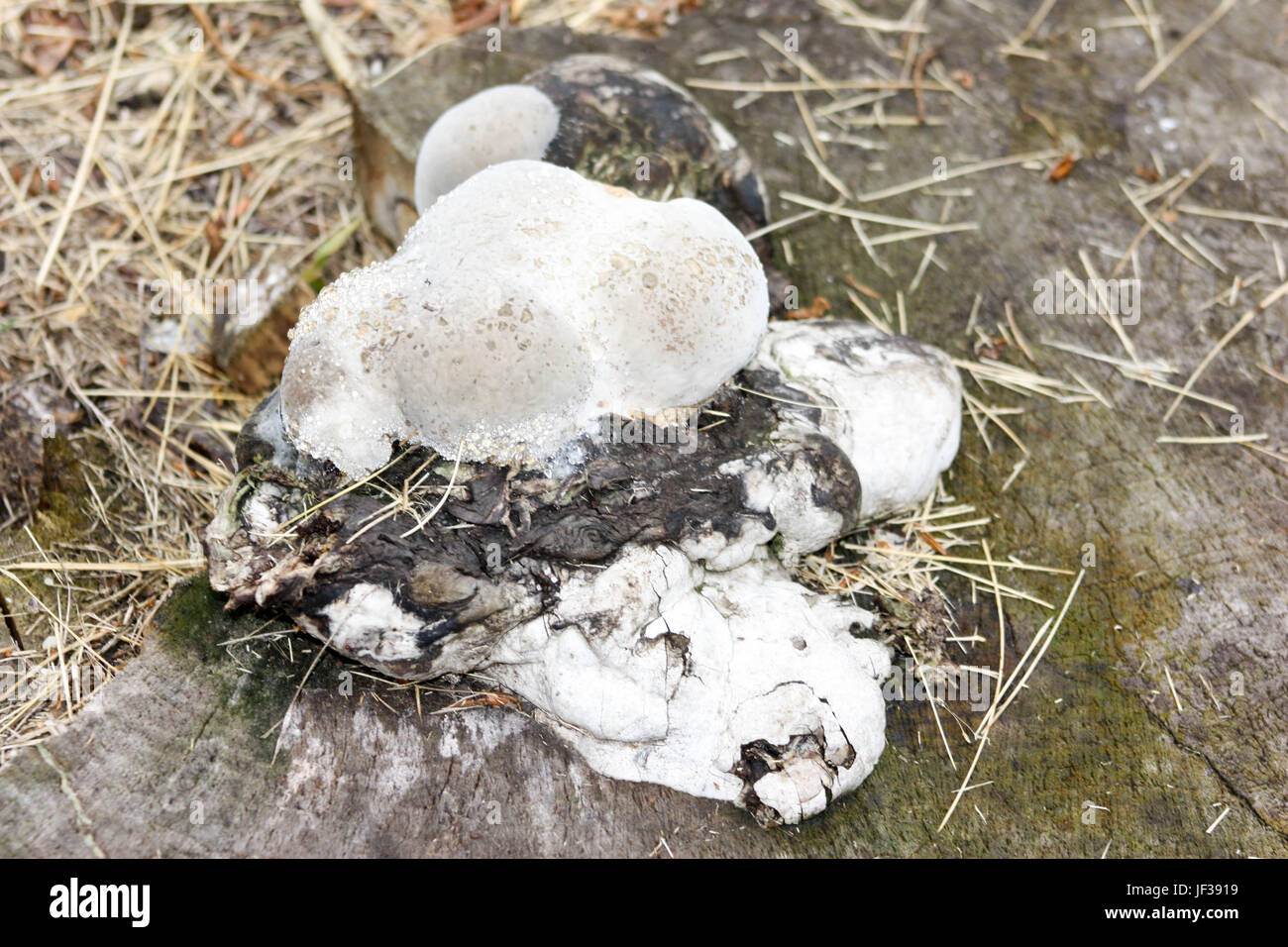 Pilz-Mutante in den Rasen auf die Natur. Foto für Ihr design Stockfoto