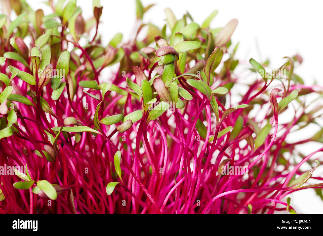 Rote Beete, frische Sprossen und junge Blätter. Eine essbare Gemüse-, Kräuter- und Microgreen. Auch als Rüben und Tabelle, Garten oder rote Rüben. Stockfoto