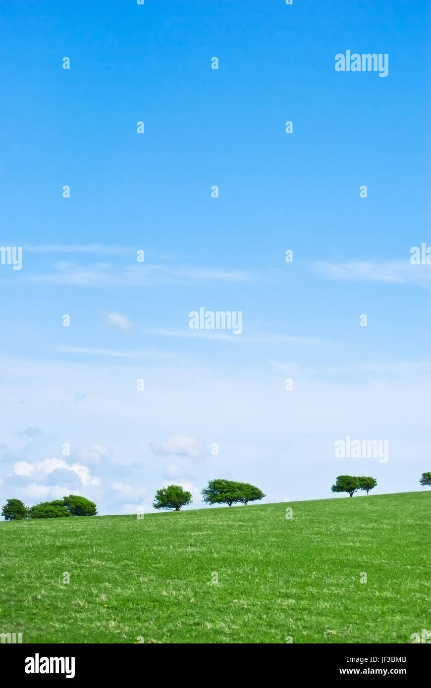 Einem grasbewachsenen, sanft abfallenden Hügel vor einem blauen Himmel, mit Bäumen entlang des Horizonts. Stockfoto