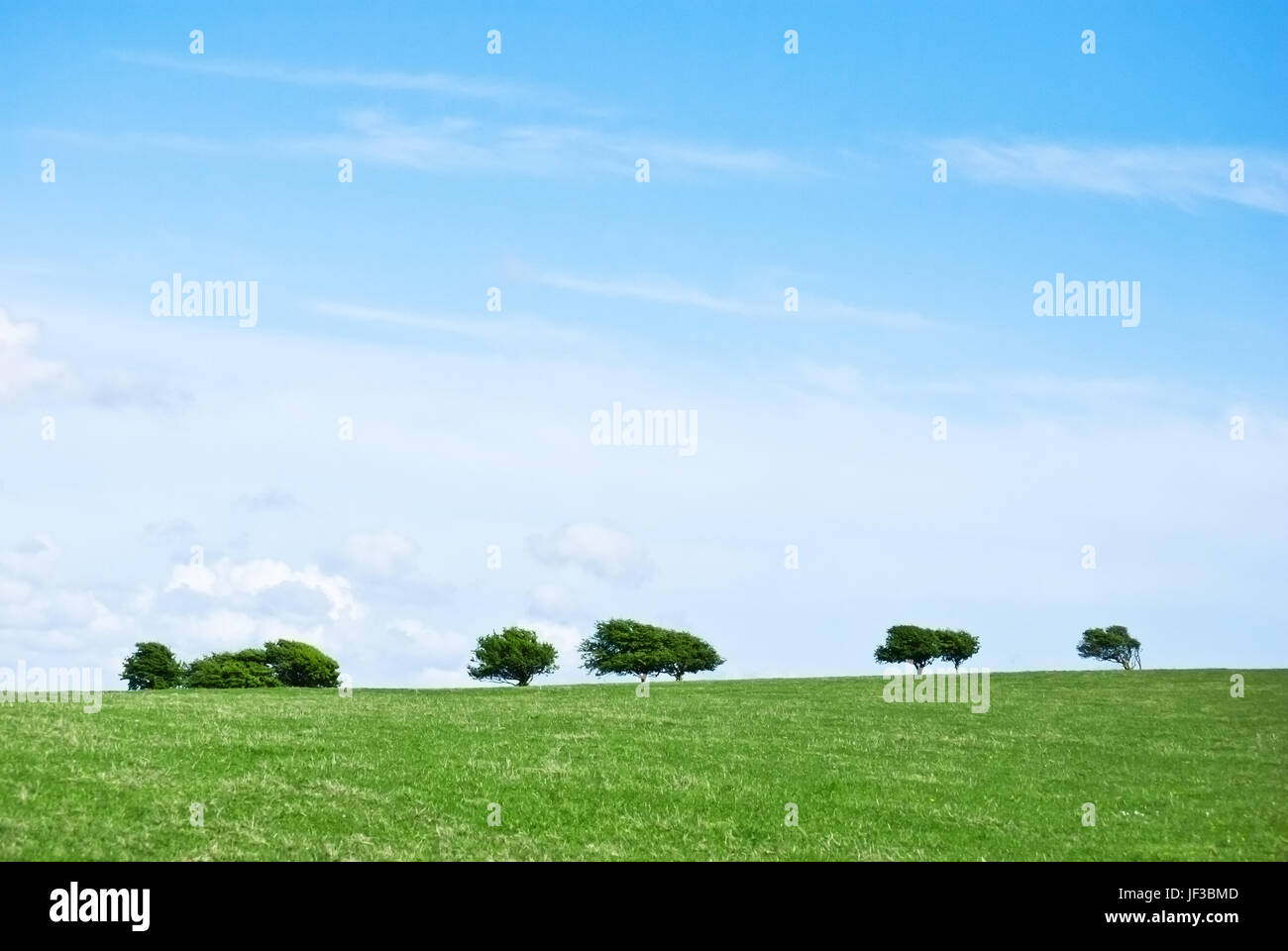 Eine Landschaft aus einem grasbewachsenen Hügel und Himmel mit Bäumen entlang des Horizonts. Stockfoto