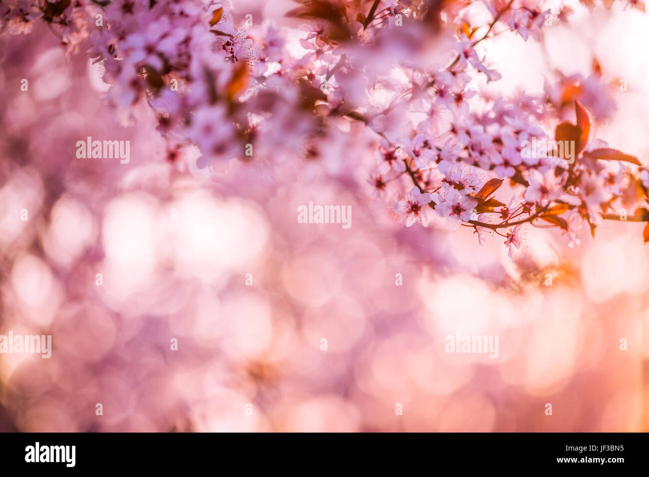 Frühling Blumen und blühenden Blumen Hintergrund. Cherry Blossom verschwommenen Hintergrund. Schöne helle Frühling banner Stockfoto