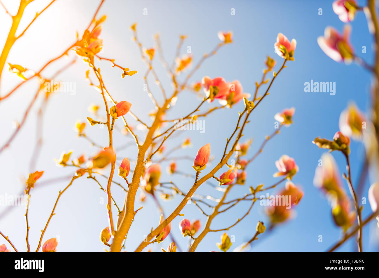 Erstaunlich Frühling Blumen Hintergrund. Die hellen und weichen Frühling Sommer Hintergrund mit Blumen und blauer Himmel. Abstrakt floral Konzept für Frühling Stockfoto