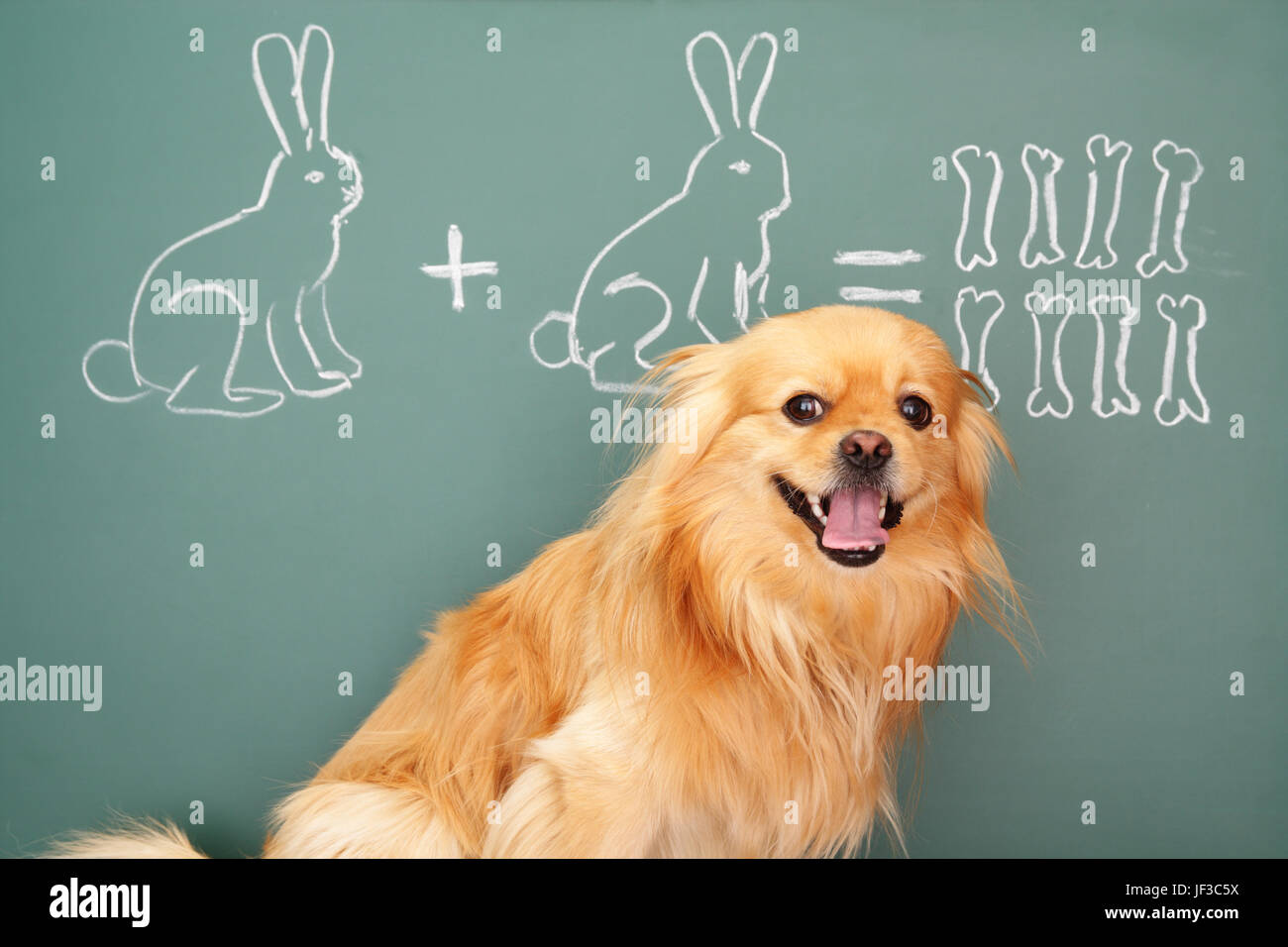 Scherzend Puzzle mit lustiger Hund Mathematikstudium Stockfoto