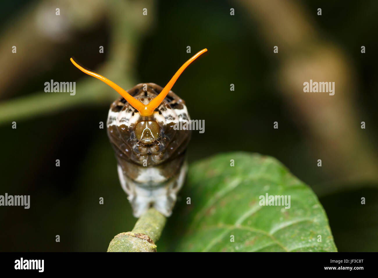 König Schwalbenschwanz, Papilio Thoas, Raupe oder Larve, erweitert seine Osmaterium um eine Schlange doppelzüngig zu imitieren. La Selva, Costa Rica Stockfoto