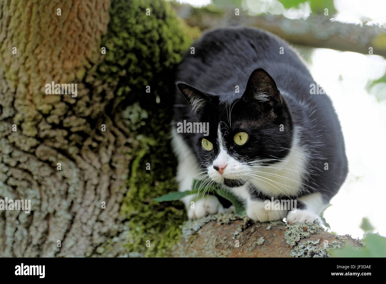 Die Katze auf dem Baum Stockfoto