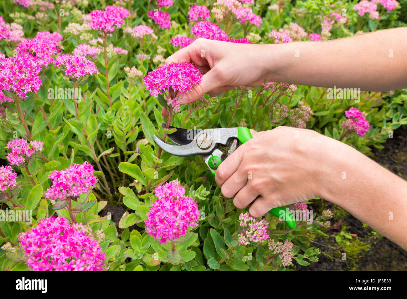 Zwei Arme schneiden Blume mit Baum-, Reb- und Gartenscheren Stockfoto