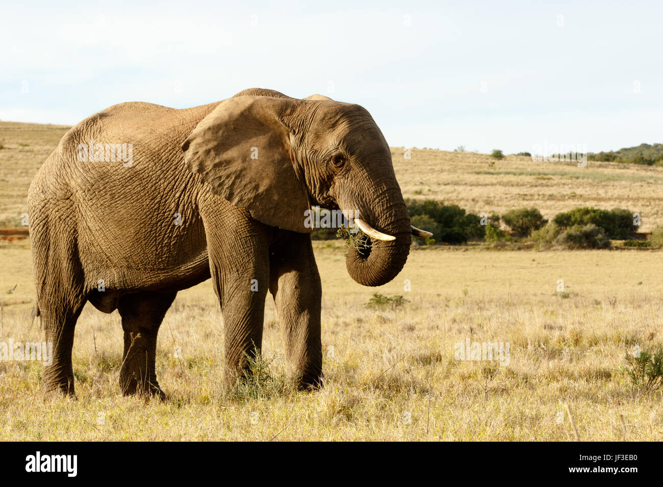 Ich bin essen Gras in einem Feld von gelben Afrikanischer Elefant Stockfoto