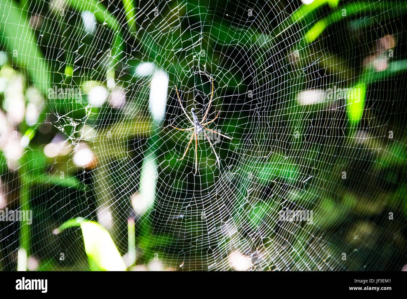 Spinne in Nepal Stockfoto