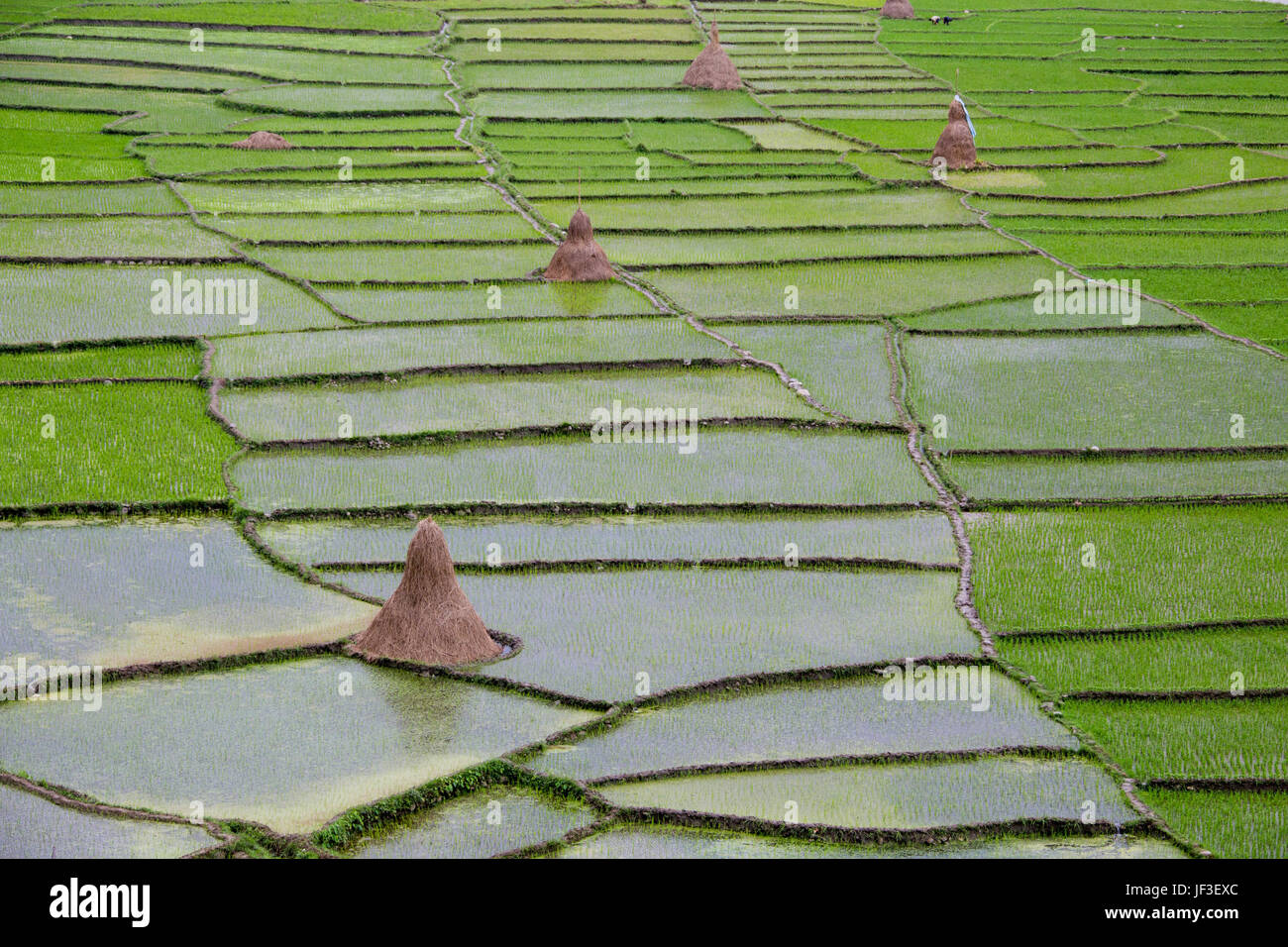 Alternative Methode zum Schrägstrich und brennen, Reisfelder in Nuwakot Bezirk, Nepal Stockfoto
