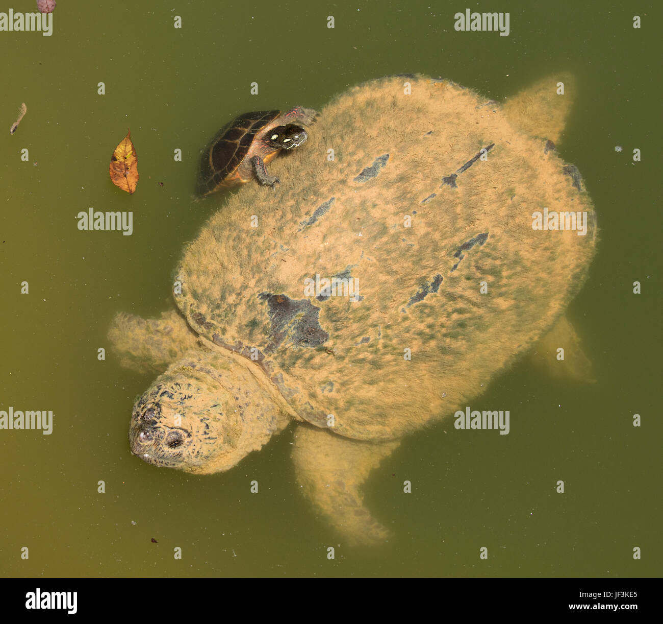 Schnappschildkröte (Chelydra Serpentina) Stockfoto