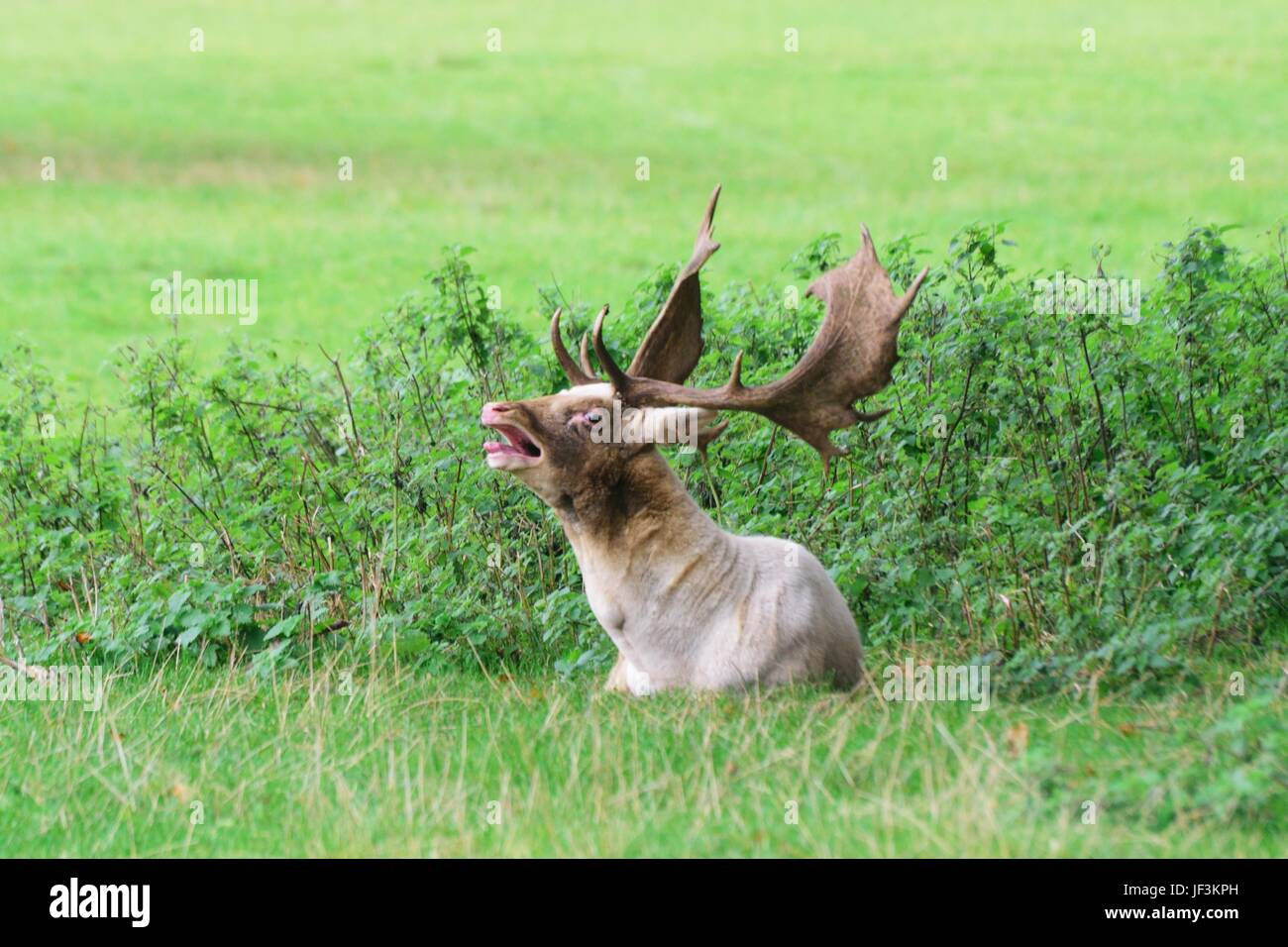 Damwild Hirsch im Gras liegend Stockfoto