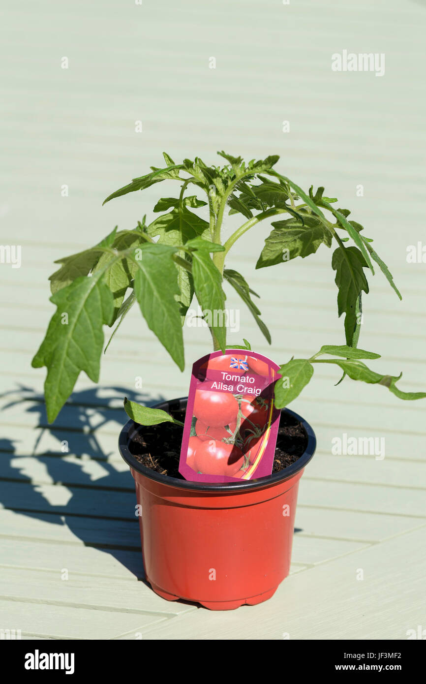 Tomaten Pflanzen Ailsa Craig bereit für auspflanzen. Stockfoto