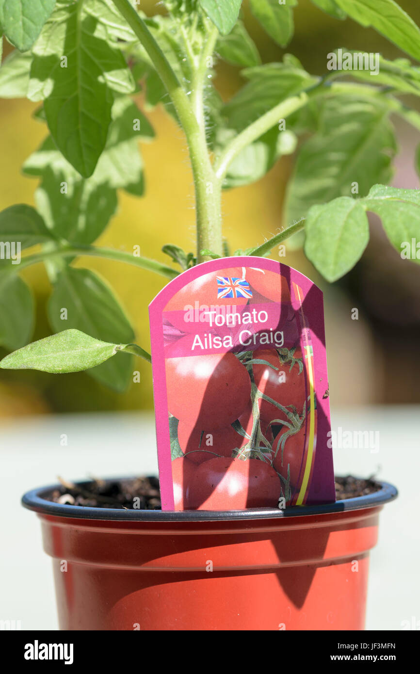 Tomaten Pflanzen Ailsa Craig bereit für auspflanzen. Stockfoto
