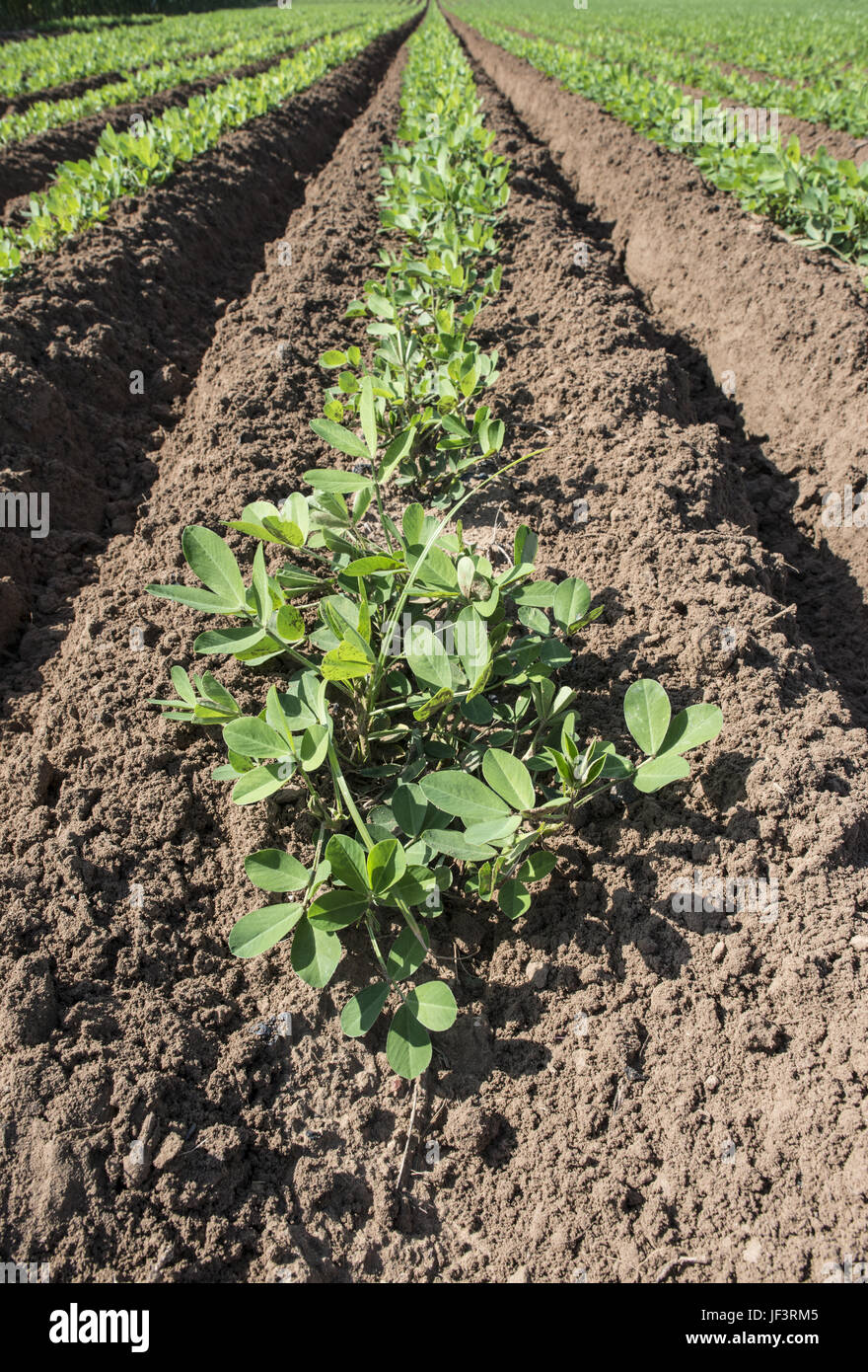 Peanut Plantage Stockfoto