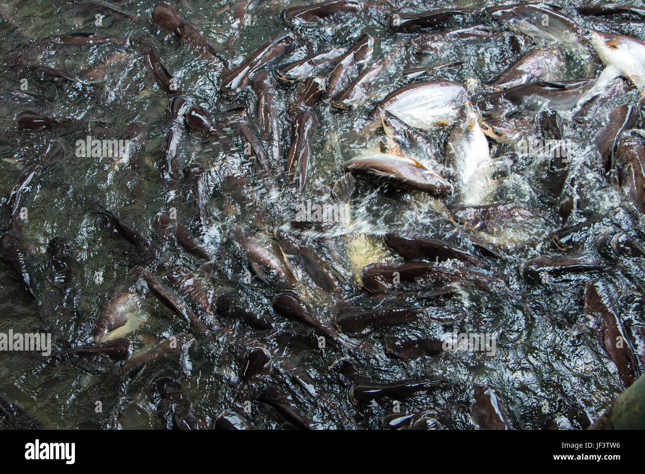 Bild des schillernden Hai im Fluss für den Hintergrund. Selektiven Fokus Bild. Bild-Bewegungsunschärfe. Stockfoto