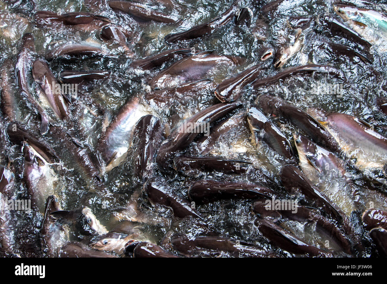 Bild des schillernden Hai im Fluss für den Hintergrund. Selektiven Fokus Bild. Bild-Bewegungsunschärfe. Stockfoto