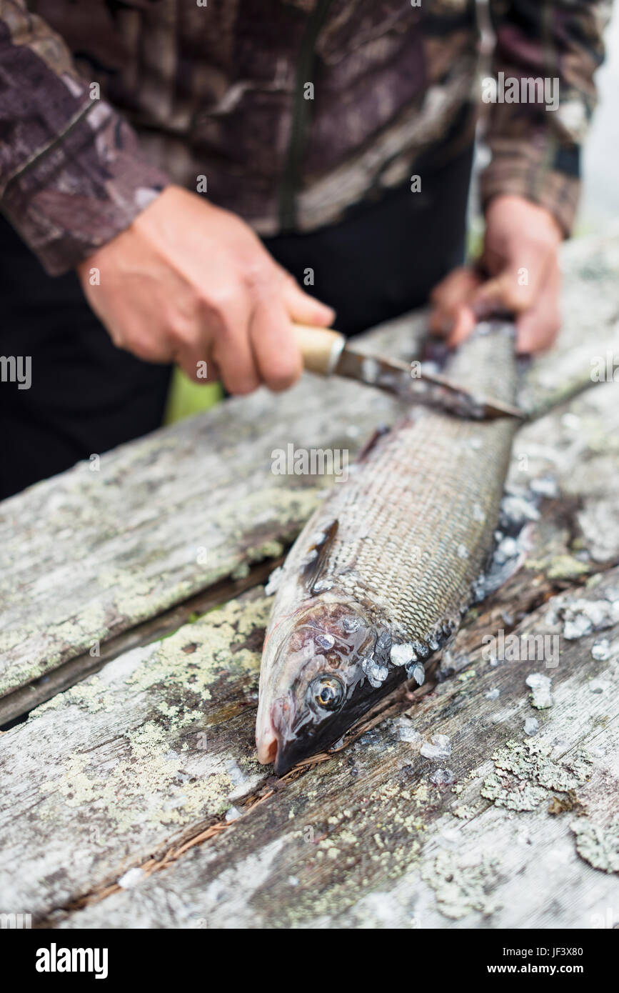 Zubereitung von Fisch Frau Stockfoto