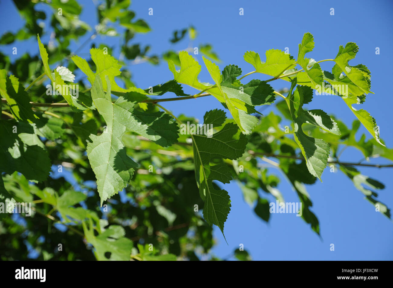 Morus alba, weiße Maulbeere Stockfoto