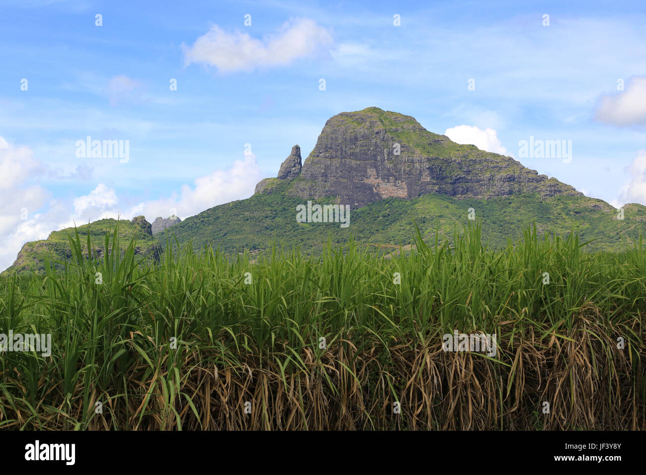 Landschaft bei Mauritius mit Zuckerrohr Stockfoto