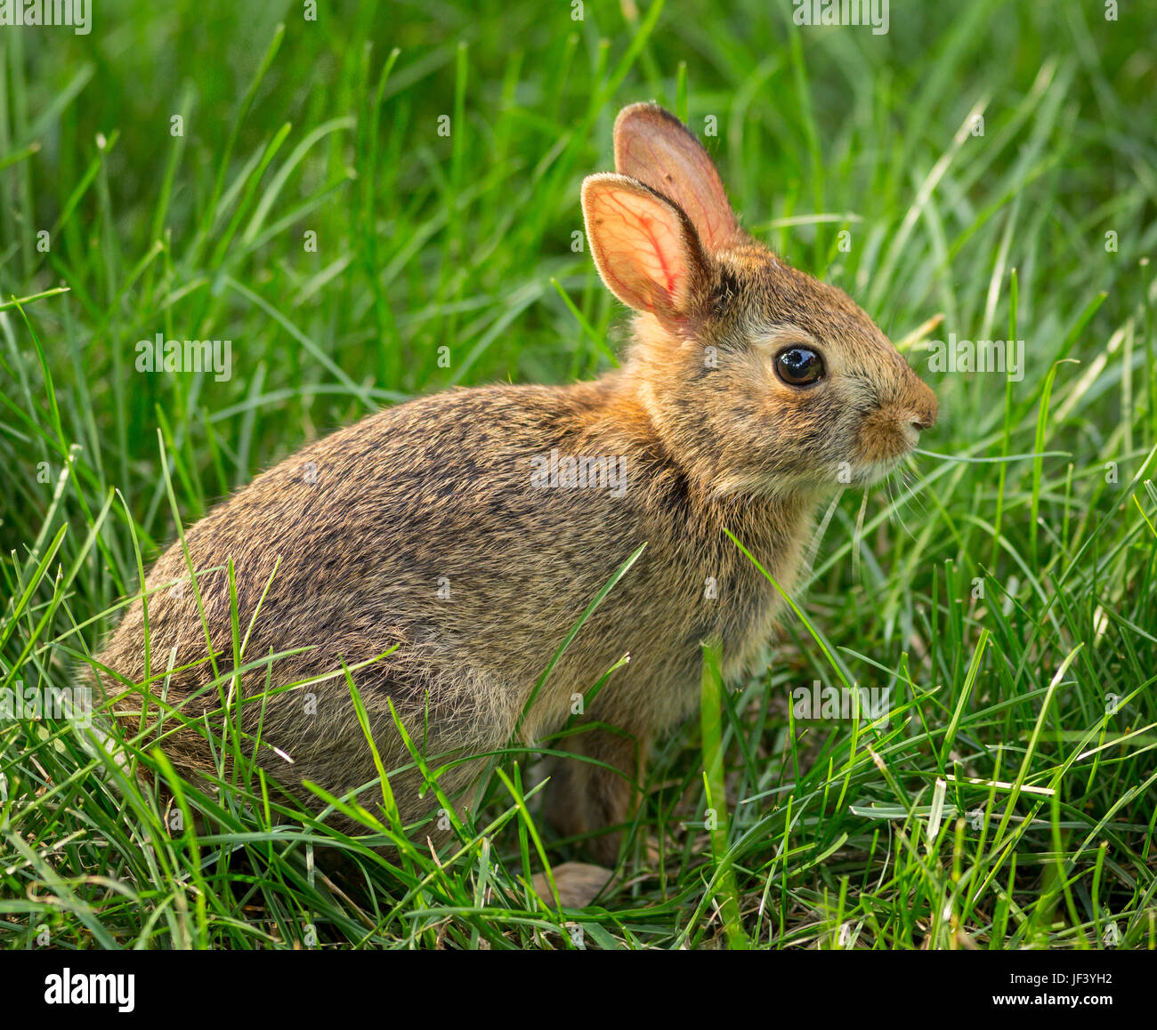 ARLINGTON, VIRGINIA, USA - 4. Juni 2017: Hase im Rasen. Wilden Osten Cottontail. Sylvilagus floridanus Stockfoto