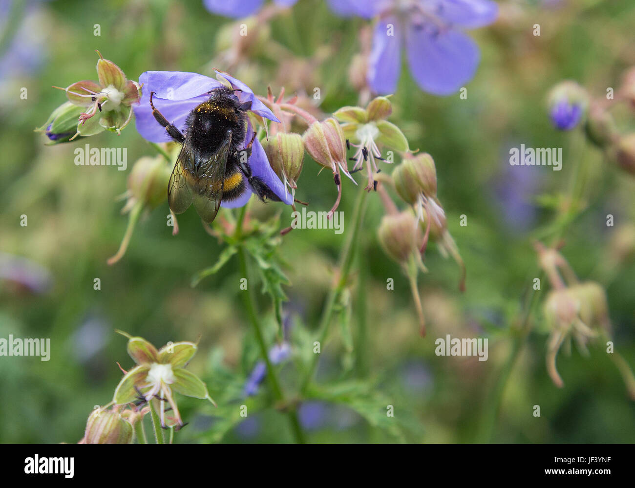 Bumble Bee sammeln Nektar aus Flieder/lila Storchschnabel geranium Stockfoto