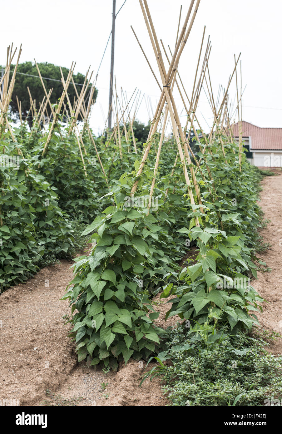Pflanzen mit grünen Bohnen auf dem eingereicht Stockfoto