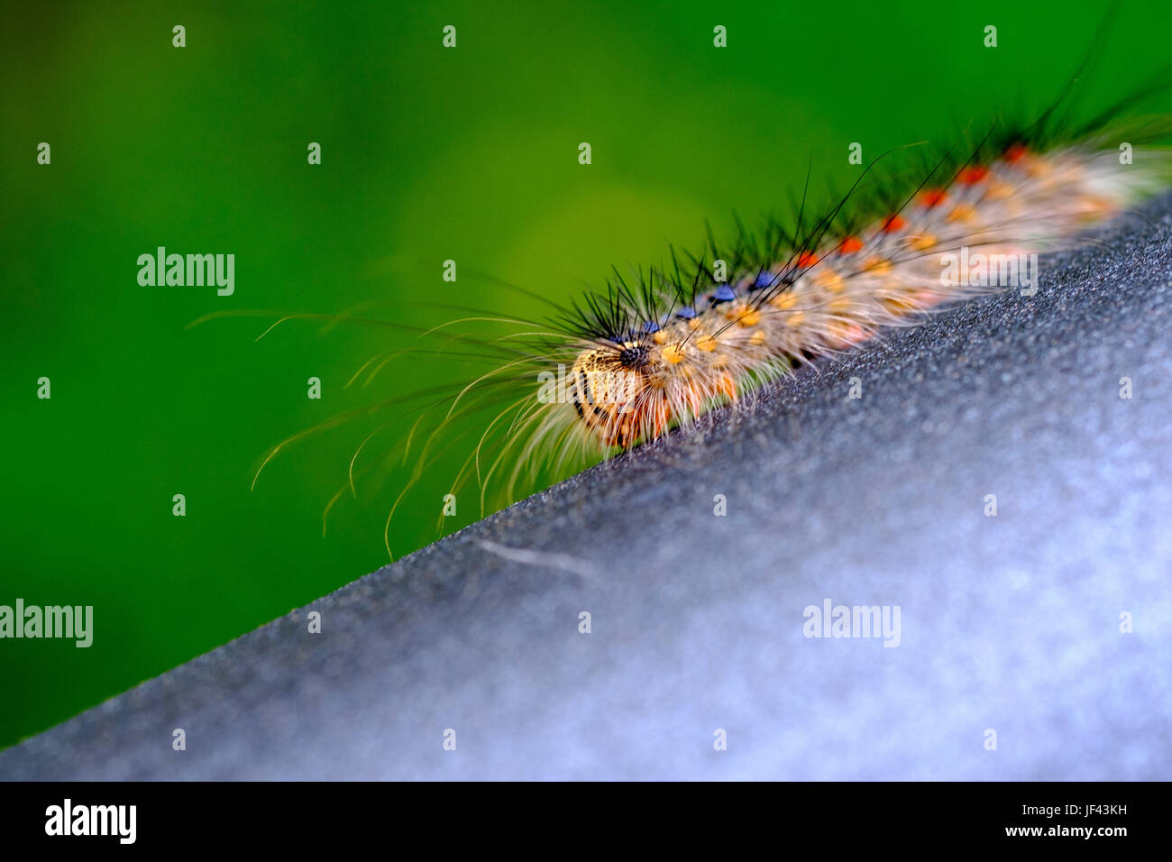 Thaumetopoeidae Pityocampa Pinienprozessionsspinner Insekt Stockfoto