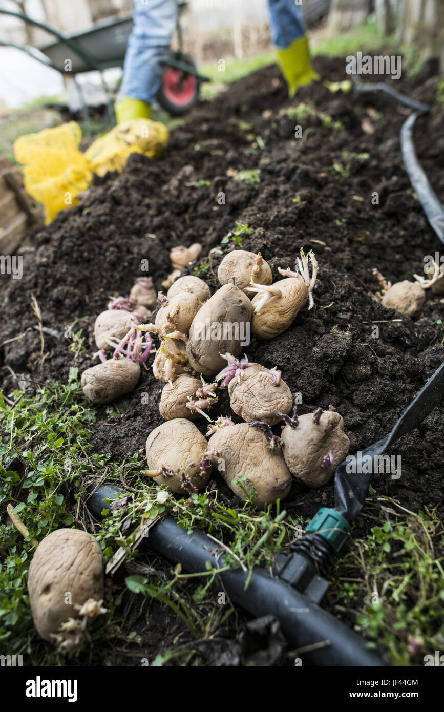 Die Aussaat von Kartoffeln Stockfoto