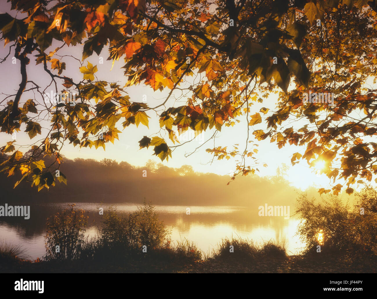 Hatfield Wald und See, in der Nähe von Bishops Stortford, England, Vereinigtes Königreich Stockfoto