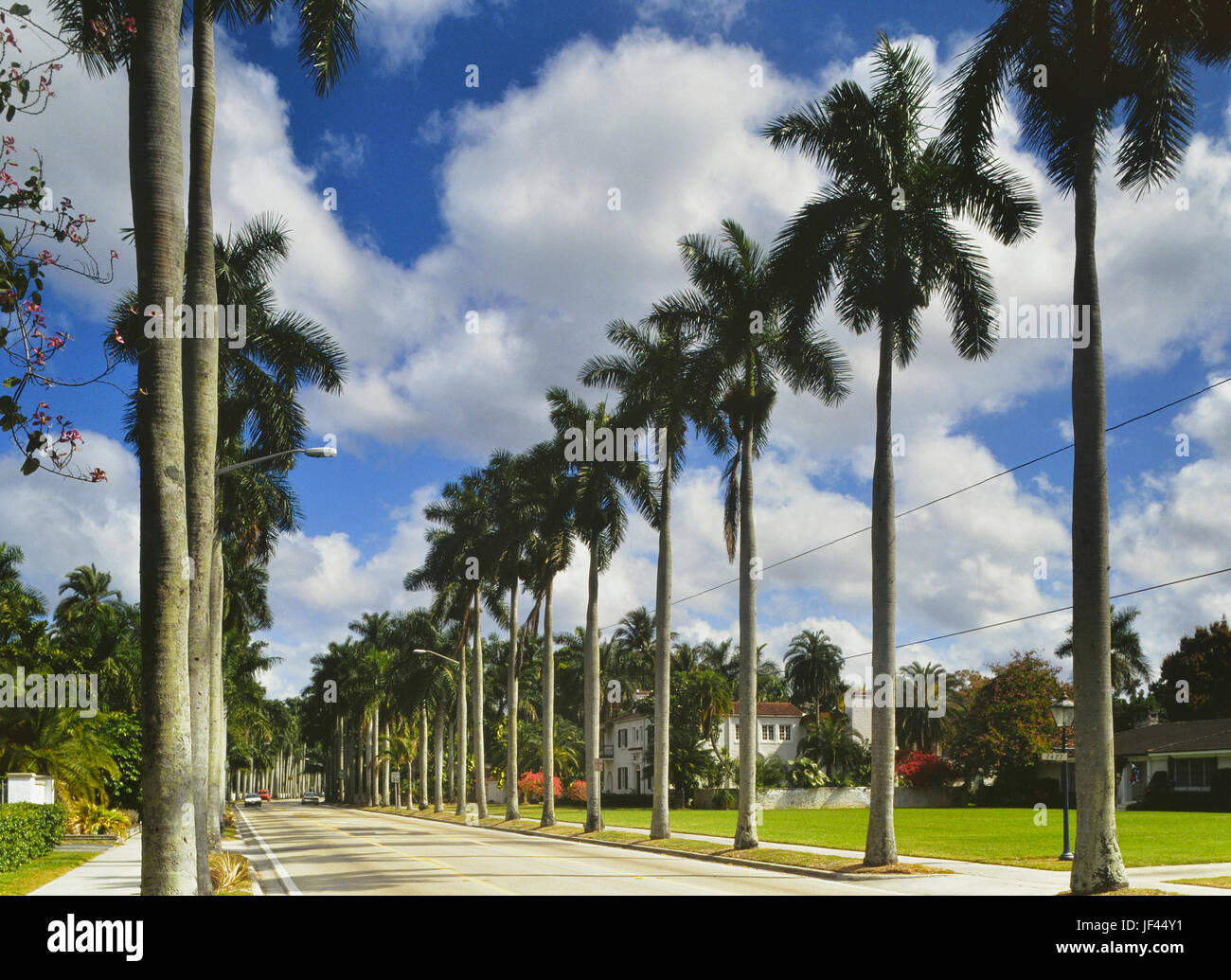 Palm, von Bäumen gesäumten Straße von McGregor Boulevard. Fort Myers. Florida. Amerika Stockfoto