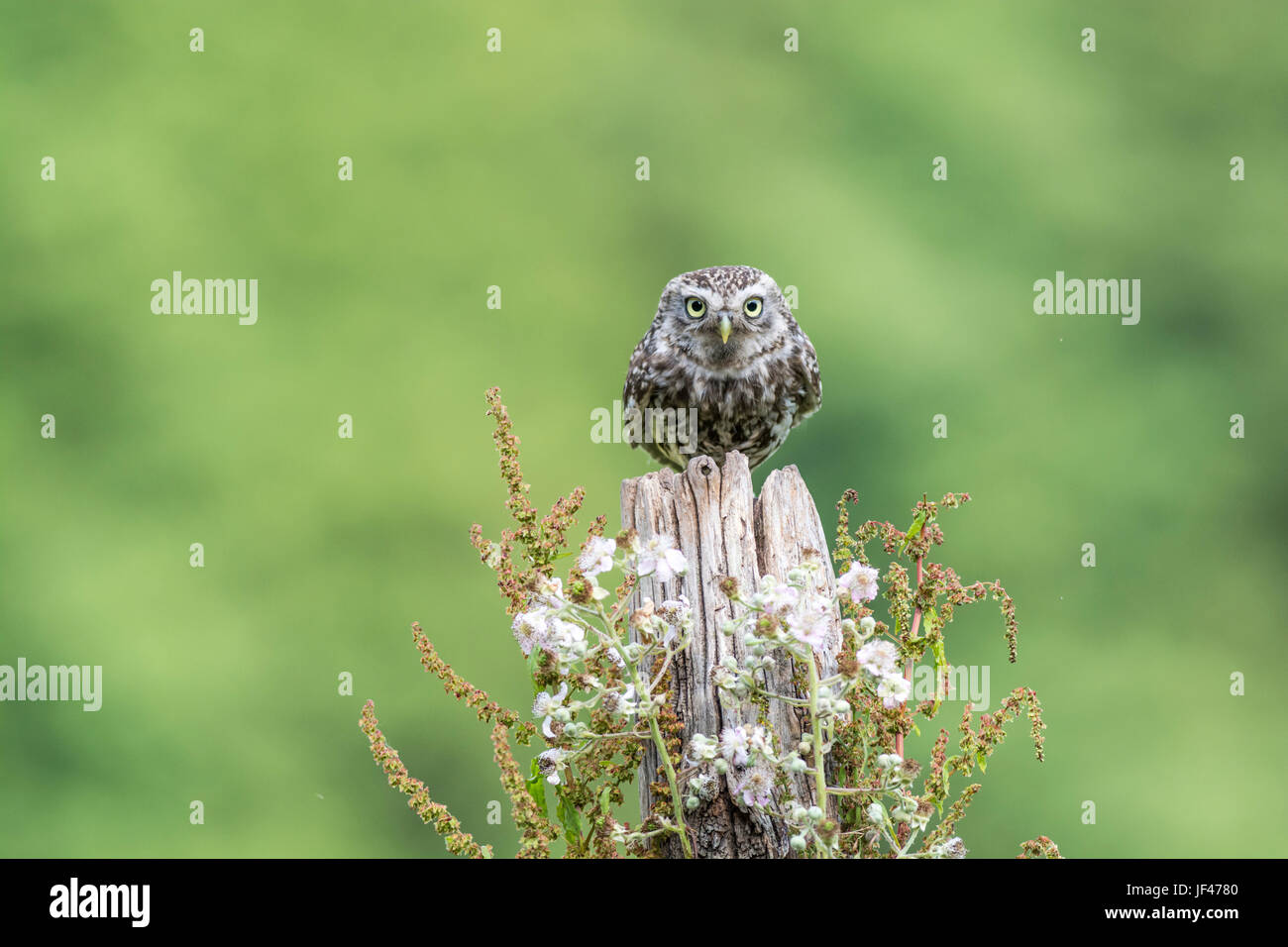Steinkauz (Athene Noctua) thront auf einem alten post Stockfoto