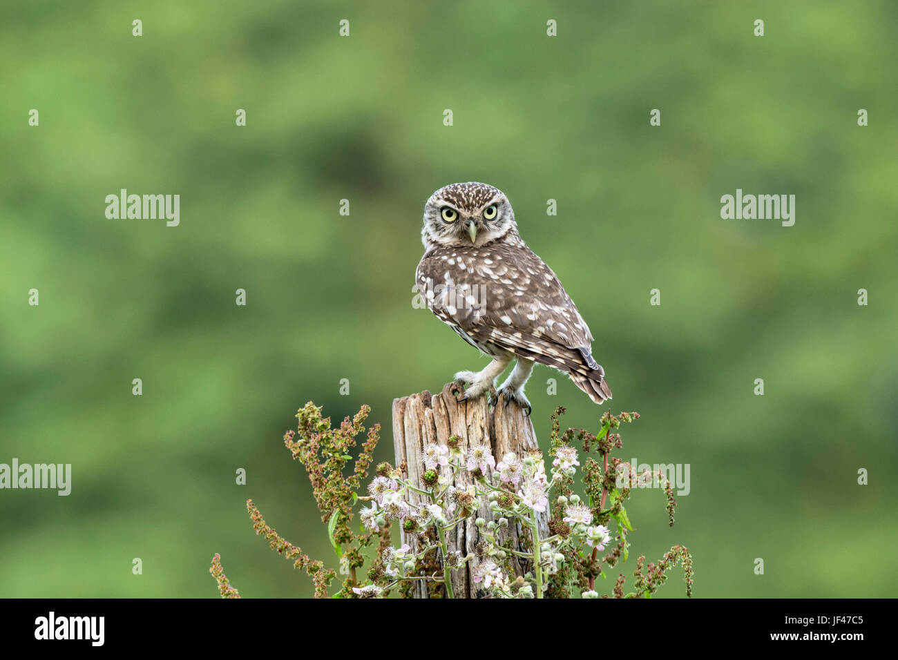 Steinkauz (Athene Noctua) thront auf einem alten post Stockfoto