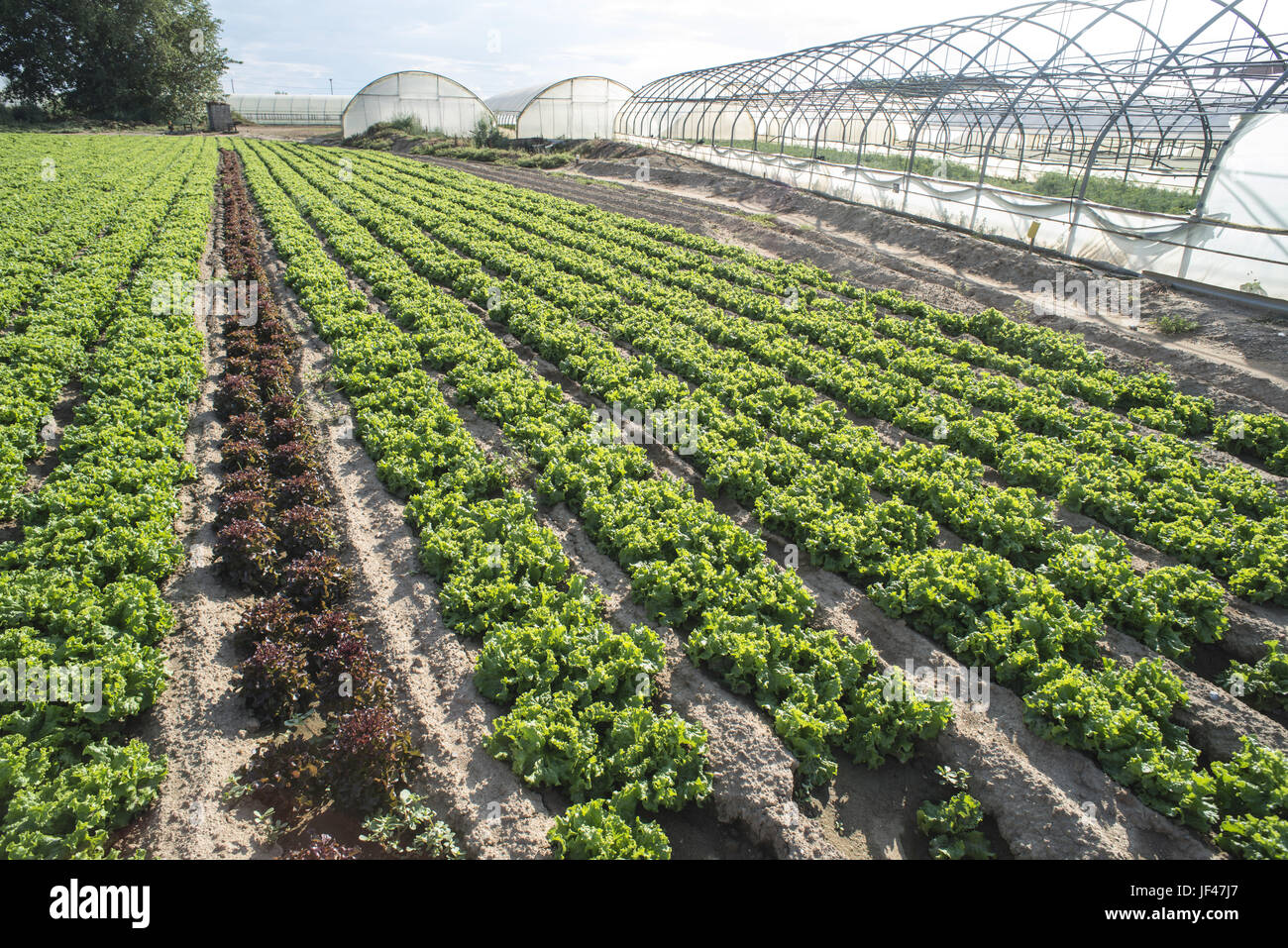 Kopfsalat Plantage Feld Stockfoto