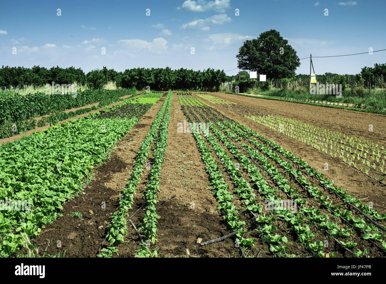 Plantagen mit Salat Stockfoto