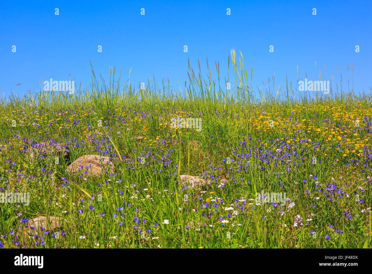 Frühling Blumen Stockfoto